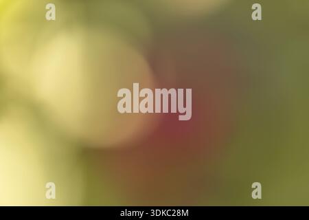Traumhaftes abstraktes Blumenbild mit weichen Farbverläufen und natürlichen Blütenblättern Stockfoto