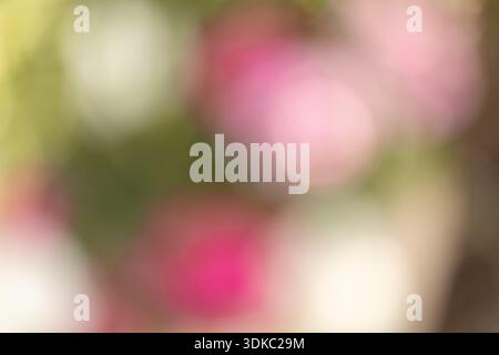 Traumhaftes abstraktes Blumenbild mit weichen Farbverläufen und natürlichen Blütenblättern Stockfoto