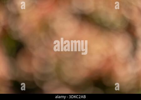 Traumhaftes abstraktes Blumenbild mit weichen Farbverläufen und natürlichen Blütenblättern Stockfoto