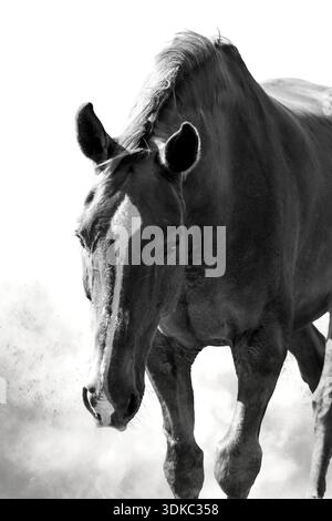 Schwarzweiß-Nahporträt eines Pferdes auf weißem Hintergrund mit Rauch, Kunstfotografie Stockfoto