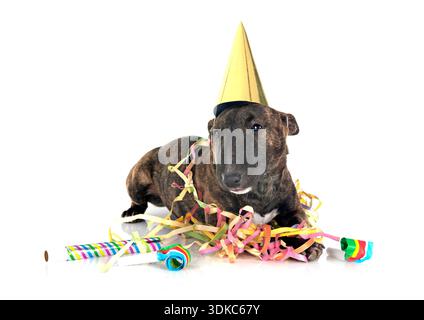 Miniatur Bull Terrier vor weißem Hintergrund Stockfoto