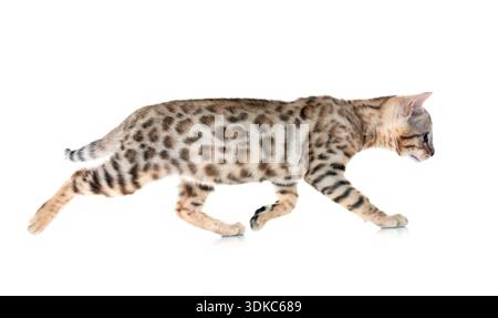Bengal Katze vor weißem Hintergrund Stockfoto