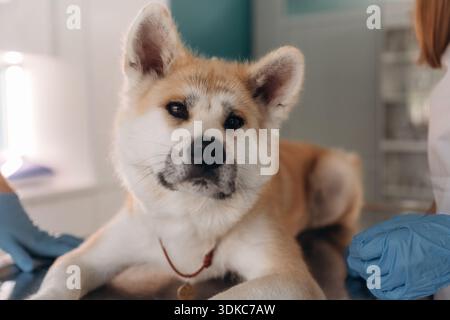 Nahaufnahme des Tieres. Der männliche Tierarzt ist mit Akita Inu Hund in der Klinik. Stockfoto
