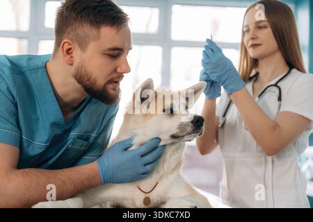 Beschäftigt, einchecken, untersuchen. Tierärzte sind mit Akita Inu Hund in der Klinik. Stockfoto