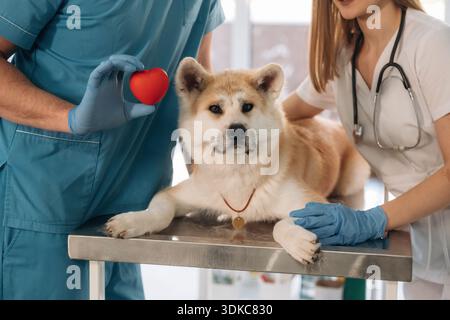 Kleines rotes Herz in den Händen, Kardiologe. Tierärzte sind mit Akita Inu Hund in der Klinik. Stockfoto