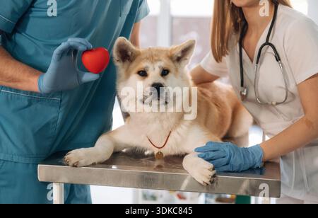 Kleines rotes Herz in den Händen, Kardiologe. Tierärzte sind mit Akita Inu Hund in der Klinik. Stockfoto