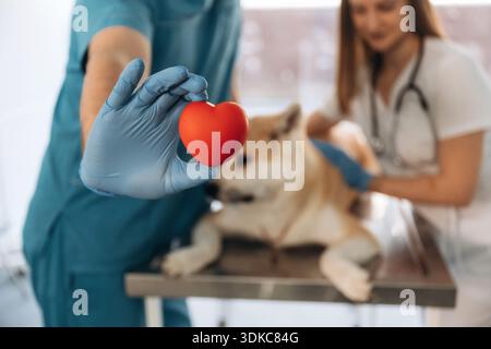 Kleines rotes Herz in den Händen, Kardiologe. Tierärzte sind mit Akita Inu Hund in der Klinik. Stockfoto