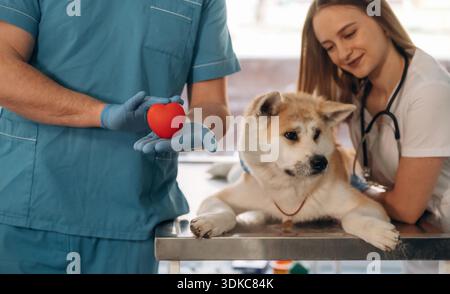 Kleines rotes Herz in den Händen, Kardiologe. Tierärzte sind mit Akita Inu Hund in der Klinik. Stockfoto