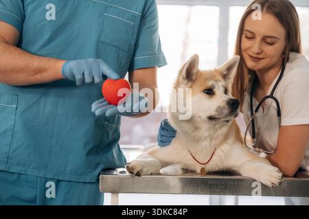 Kleines rotes Herz in den Händen, Kardiologe. Tierärzte sind mit Akita Inu Hund in der Klinik. Stockfoto