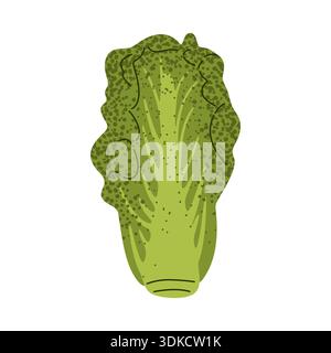 Chinesische Kohl Napa Gemüse Illustration Stock Vektor