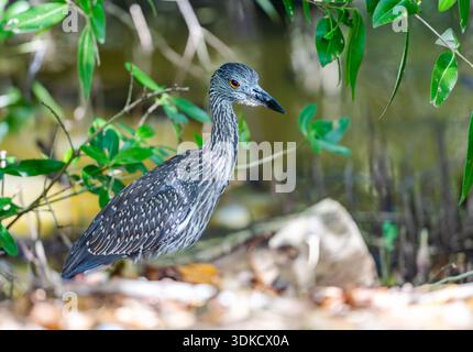 Ein Jugendlicher Gelbgekrönter Nachtreiher (Nyctanassa violacea) in seinem natürlichen Lebensraum. Puerto Rico. Stockfoto