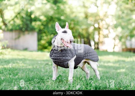 Weiblicher Bullterrier in Jacke auf Naturhintergrund verkleidet Stockfoto