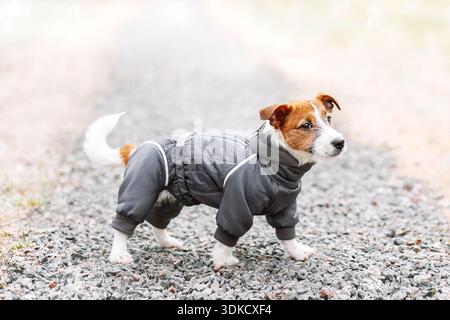 jack russell Terrier spielt im Park, Winter. Hund im grauen Fell Stockfoto