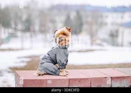 Yorkshire-Terrier im Schnee, der im Park auf dem Schnee spielt. Winterzeit. Hund in Mantel und Stiefeln auf weißem, schneebedeckten Hintergrund Stockfoto