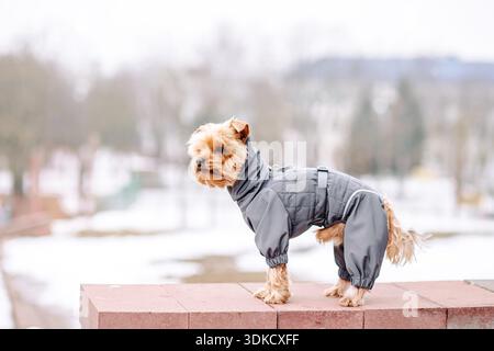 Yorkshire-Terrier im Schnee, der im Park auf dem Schnee spielt. Winterzeit. Hund in Mantel und Stiefeln auf weißem, schneebedeckten Hintergrund Stockfoto
