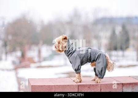 Yorkshire-Terrier im Schnee, der im Park auf dem Schnee spielt. Winterzeit. Hund in Mantel und Stiefeln auf weißem, schneebedeckten Hintergrund Stockfoto
