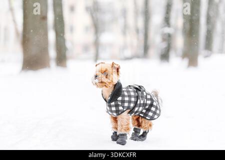 Yorkshire-Terrier im Schnee, der im Park auf dem Schnee spielt. Winterzeit. Hund in Mantel und Stiefeln auf weißem, schneebedeckten Hintergrund Stockfoto