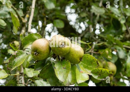 Grüne Birnen auf einem Baum mit üppigen Blättern. Stockfoto