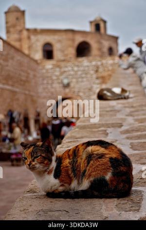 Eine streunende Calico-Katze sitzt auf einer Kalksteinmauer. Im Hintergrund ist die befestigte Architektur der Medina von Essaouira unter einem trüben Himmel zu sehen. Stockfoto
