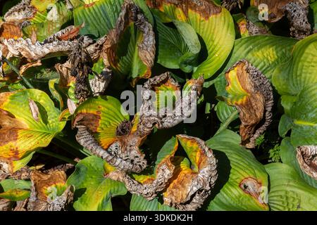 Nahaufnahme von Hosta - Plaintain Lily Pflanzen, die von Insekten verwüstet werden und welken, weil es im Spätsommer keinen Regen gibt und heißes trockenes Wetter hat. Stockfoto