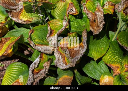 Nahaufnahme von Hosta - Plaintain Lily Pflanzen, die von Insekten verwüstet werden und welken, weil es im Spätsommer keinen Regen gibt und heißes trockenes Wetter hat. Stockfoto