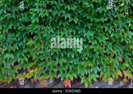 Nahaufnahme von Parthenocissus tricuspidata - Boston Ivy Leaves im frühen Herbst. Stockfoto