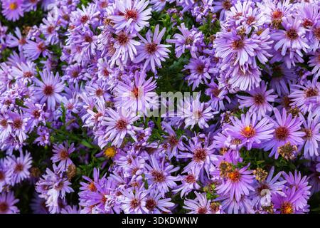 Nahaufnahme von Symphyotrichum „Kickin Carmine Red“ – Asterblumen im Herbst. Stockfoto