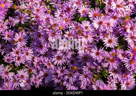 Symphyotrichum „Kickin Carmine Red“ – Asterblüten im Herbst. Stockfoto