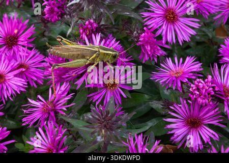 Asterpflanze mit Orthoptera - Grasshopper, der im Herbst die Blütenblätter nährt. Stockfoto