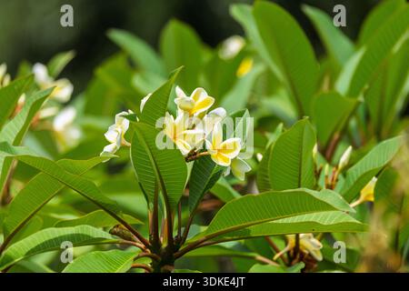 Nahaufnahme der gelben und weißen Templetree-Blumen in Mount Penang Gardens, NSW, Australien Stockfoto