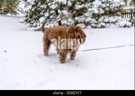 Brauner Hund, der im Winter draußen im Neuschnee steht und in die Kamera blickt. Stockfoto