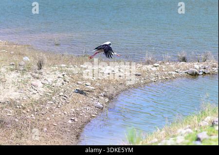 Weißstorch, der von der Küste eines kleinen Sees mit Flügeln über ruhiges Wasser in einer natürlichen Feuchtlandschaft abhebt. Stockfoto