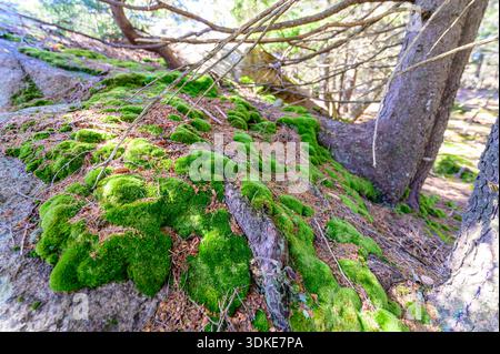 Nahaufnahme von lebendigem grünem Moos, das Felsen und Baumwurzeln auf einem schattigen Waldboden bedeckt, Waldökosystem in einem Wald von Maine. Stockfoto