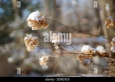 Zarte getrocknete Hortensie-Blüten, bedeckt mit frischem Schnee, glühend in der weichen Wintersonne vor einem verschwommenen Waldgrund. Stockfoto