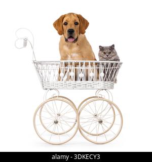 Hübscher 3 Monate alter Labrador-Hündchen, seitlich stehend. Blick auf die Kamera. Isoliert auf weißem Hintergrund. Stockfoto