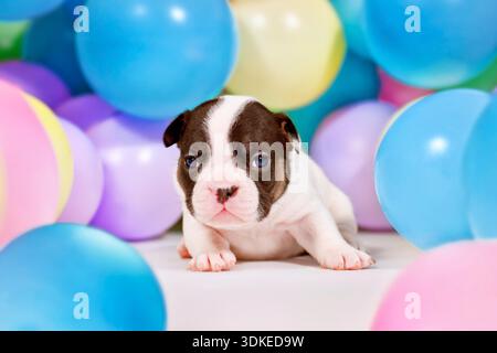 3 Wochen alte Rattenhunde und brauner französischer Bulldog Welpe zwischen bunten Ballons Stockfoto