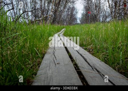 Flacher Blick auf den Holzsteg, der durch hohes Gras und Birken auf dem Kungsleden Trail in Schwedisch-Lappland führt Stockfoto