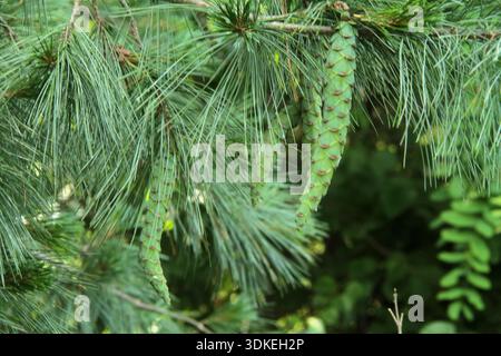 Virginia, USA. Nahaufnahme von Nadeln und unreifen weiblichen Kegeln einer Ostkiefer (Pinus strobus). Stockfoto