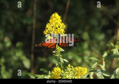 Virginia, USA. Ein Monarchschmetterling (Danaus plexippus), der auf einer Goldrute ruht. Stockfoto