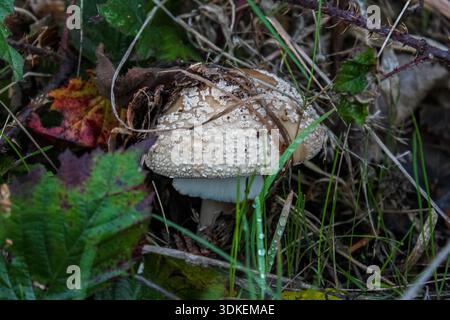 Eine Nahaufnahme eines wilden Weichpilzes, der auf dem Waldboden zwischen grünem Laub und feuchtem Blattstreu wächst. Stockfoto