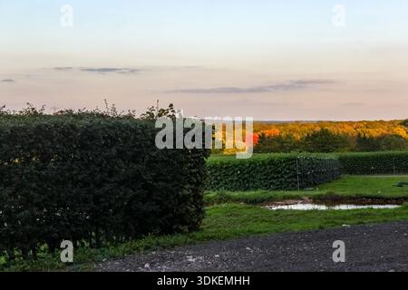 Eine malerische Herbstlandschaft mit großen, ordentlich geschnittenen Hecken und einem kleinen Teich im Vordergrund, grünem Himbeerfeld mit einem lebhaften Wald. Stockfoto