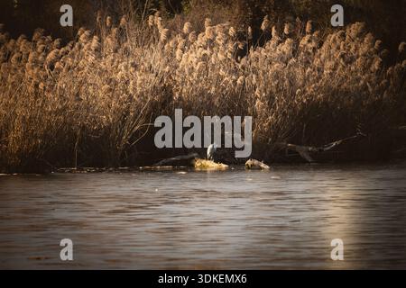 Grauer Reiher auf dem Baumstamm über dem gefrorenen Savica-See in Zagreb, Kroatien, versteckt von der dichten Vegetation Stockfoto