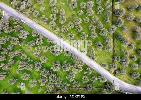 Aus der Vogelperspektive auf eine ländliche Straße, die durch einen üppigen grünen Olivenhain in Lesbos, Griechenland, mit geometrischem Muster und Landschaft entlang der Landschaft führt Stockfoto