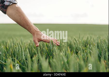 Nahaufnahme der Hände des Landwirts auf dem landwirtschaftlichen Feld. Stockfoto