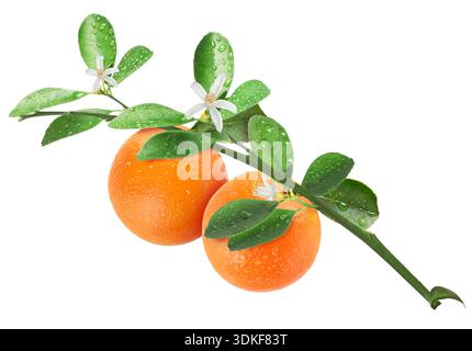 Orangen hängen vom Zweig mit grünen Blättern und Blumen auf weißem Hintergrund. Zitruspflanze Stockfoto