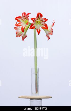 Gestreifte rote und weiße amaryllis-Blüten, die in einer Glasvase auf einem einfachen weißen Hintergrund blühen Stockfoto