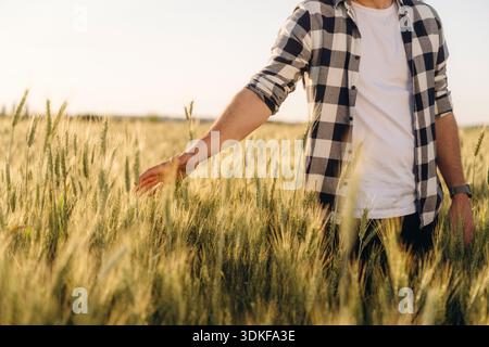 Mann in kariertem Hemd ist auf dem landwirtschaftlichen Feld, berührt den wachsenden Weizen, sonnig tagsüber. Stockfoto