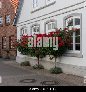 Rotblühende Rosensträucher vor einem historischen Haus in Norddeutschland Stockfoto