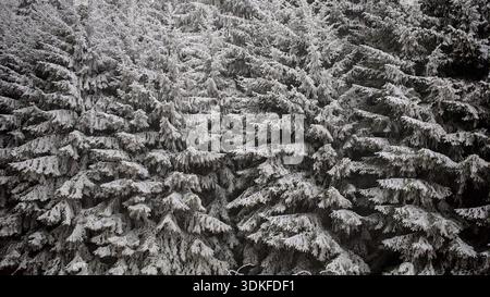 Detaillierte Ansicht von stark verschneiten Tannen, die Textur und Dichte des Waldes zeigen, Naturpark Fränkischer Wald Stockfoto
