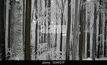 Dicht verschneite Wälder im Winter mit hoch aufragenden Bäumen, Fichtelgebirge, Bayern Stockfoto